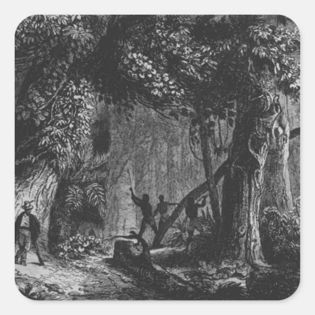 Forest Opening from 'Bresil, Columbie at Square Sticker (Front)