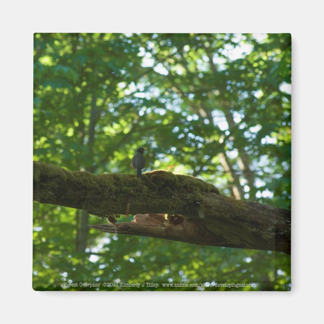 Forest Overpass Magnet (Front)