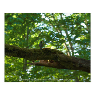 Forest Overpass Photo Print