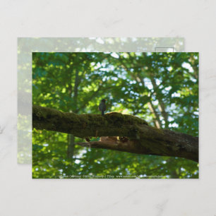 Forest Overpass Postcard