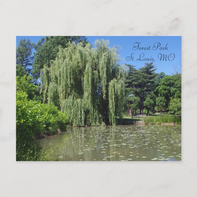 Forest Park Weeping Willow on Pond Postcard (Front)