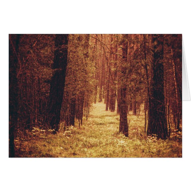 Forest Path... (Front Horizontal)