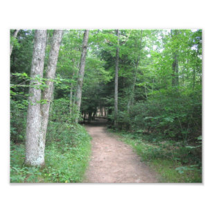 Forest Path Photo Print