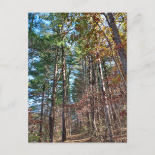 Forest path postcard
