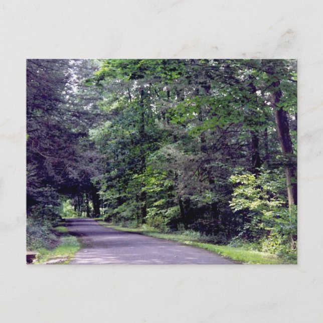Forest Path - postcard (Front)