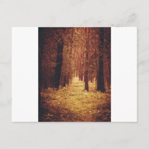 Forest Path... Postcard