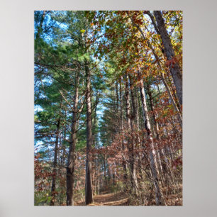 Forest path poster