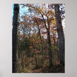 Forest path poster