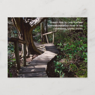 Forest Path to Cape Flattery Postcard