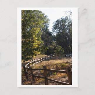 Forest Pathway Postcard