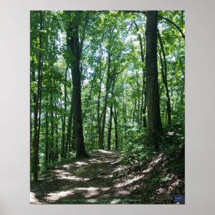 Forest Photo Poster
