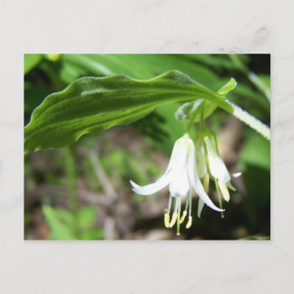 Forest Plant Postcard