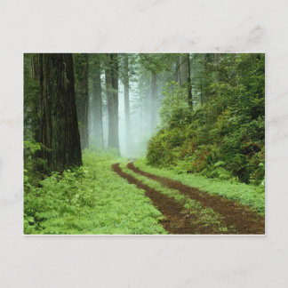Forest Postcard