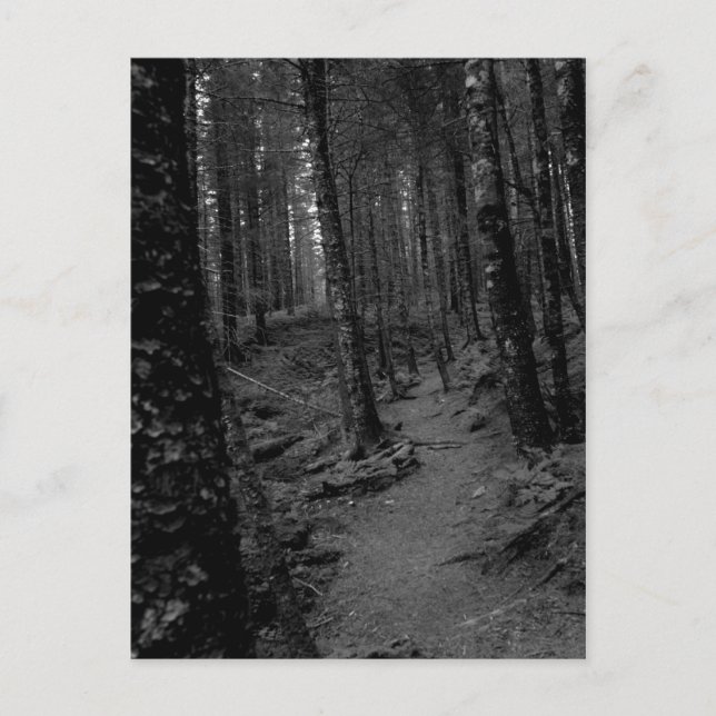 Forest Postcard (Front)