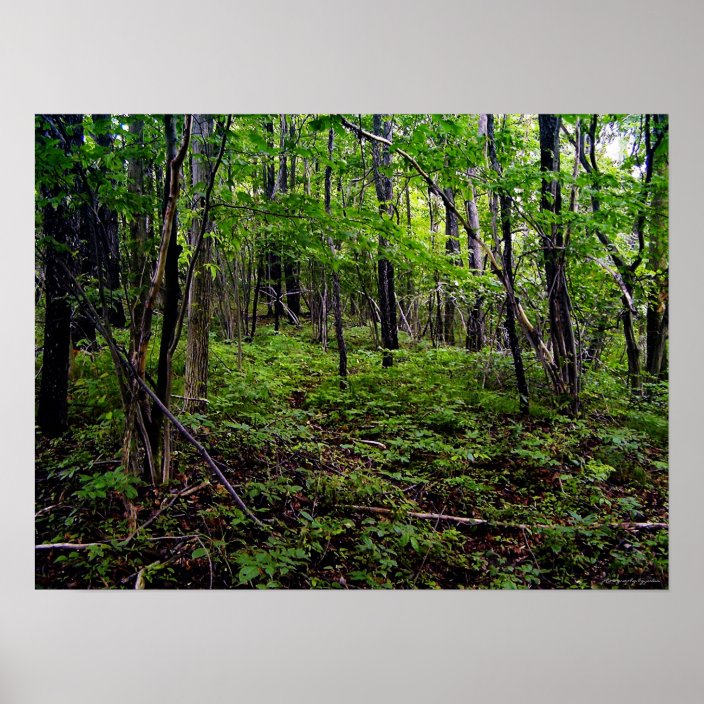 Forest Poster Zazzle.co.uk