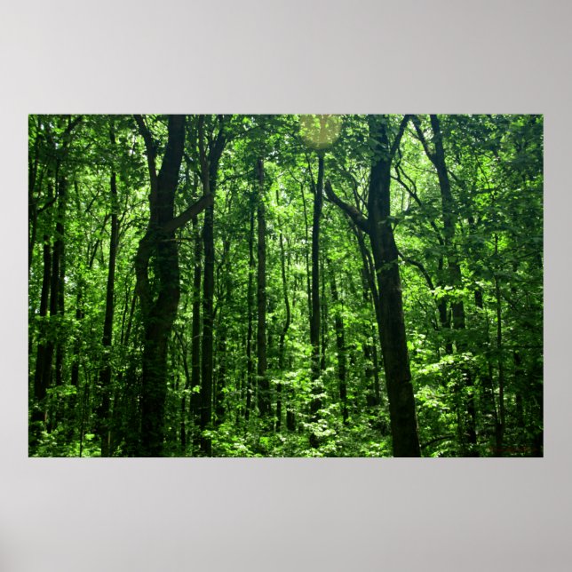 Forest Poster #6182 (Front)