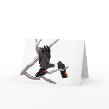 Forest Red-tailed Black Cockatoo