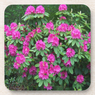Forest Rhododendron Coaster
