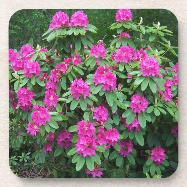 Forest Rhododendron Coaster (Front)