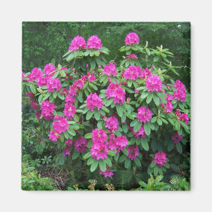 Forest Rhododendron Magnet