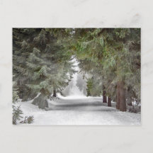 Forest Road Snow Pine Trees Photo