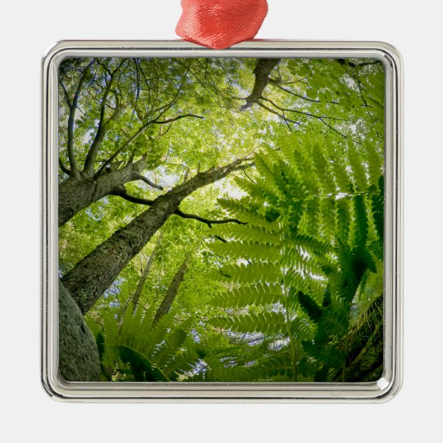 Forest scene in Acadia National Park, Maine. Metal Tree Decoration (Front)