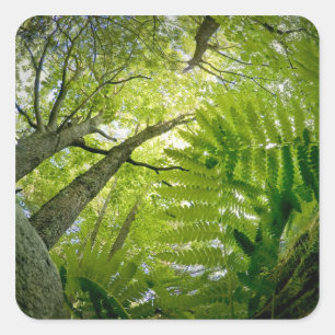 Forest scene in Acadia National Park, Maine. Square Sticker