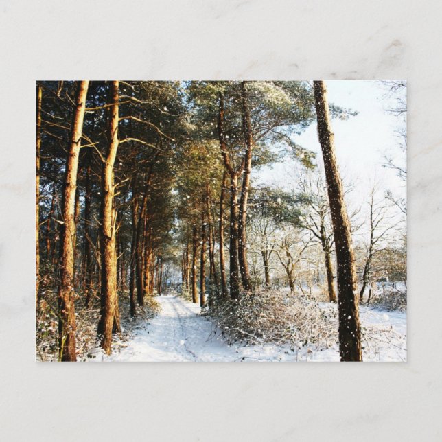 Forest Snow Scene pca Postcard (Front)