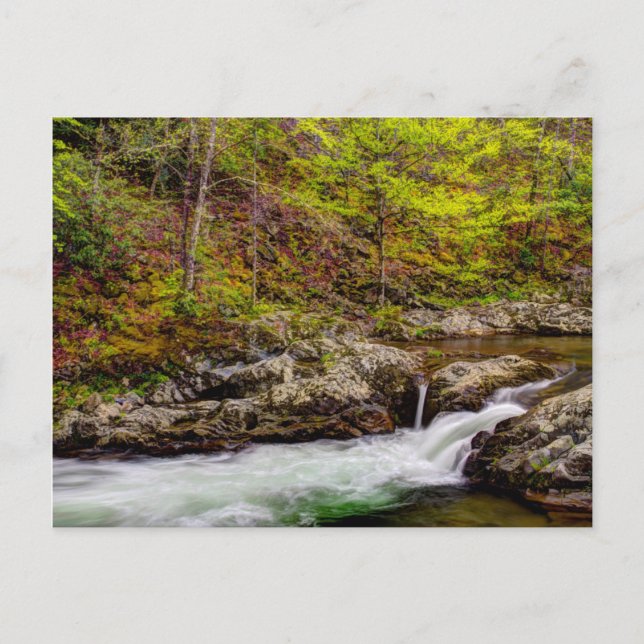 Forest Stream In Great Smoky Mountains Postcard (Front)