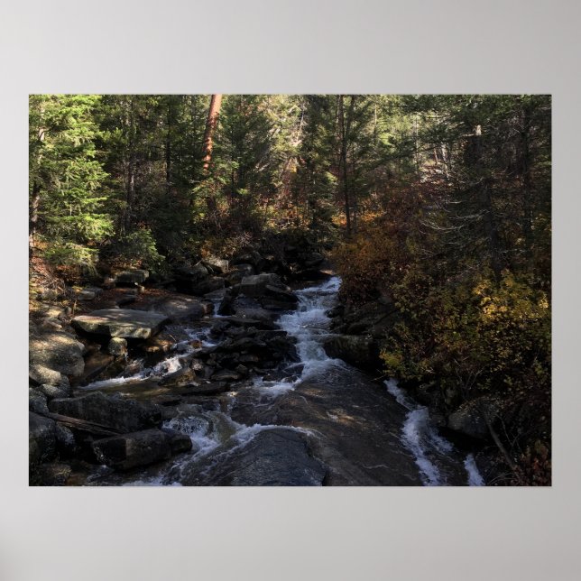 Forest Stream  Poster (Front)