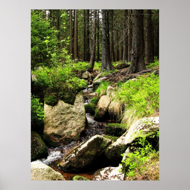 forest stream poster (Front)