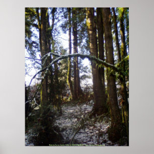 Forest Sun Rays in the Snow #32 Poster