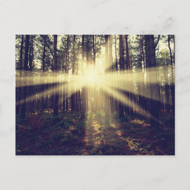 Forest Sunbeams Postcard (Front)