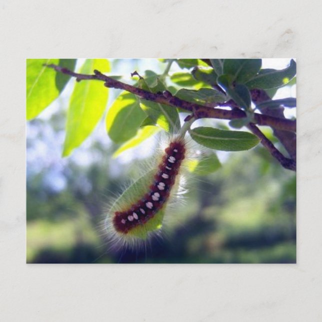 Forest Tent Caterpillar 1 Postcard (Front)