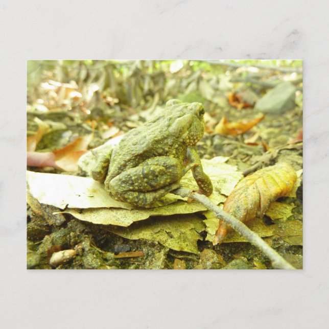 Forest Toad Postcard (Front)