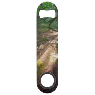 Forest trail