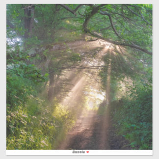 Forest trail