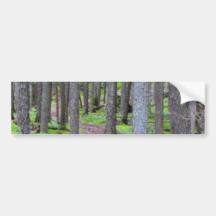 Forest Trail Bumper Sticker