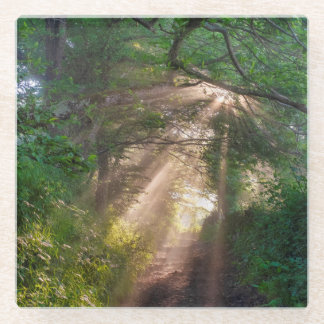 Forest trail glass coaster