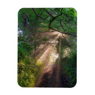 Forest trail magnet