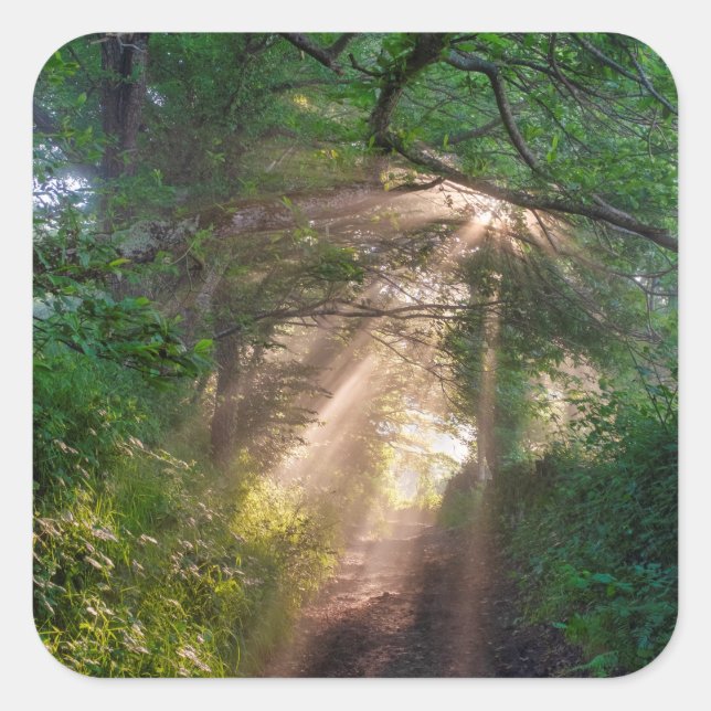 Forest trail square sticker (Front)