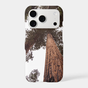 forest, tree