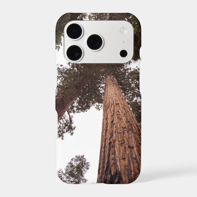 forest, tree (Back)