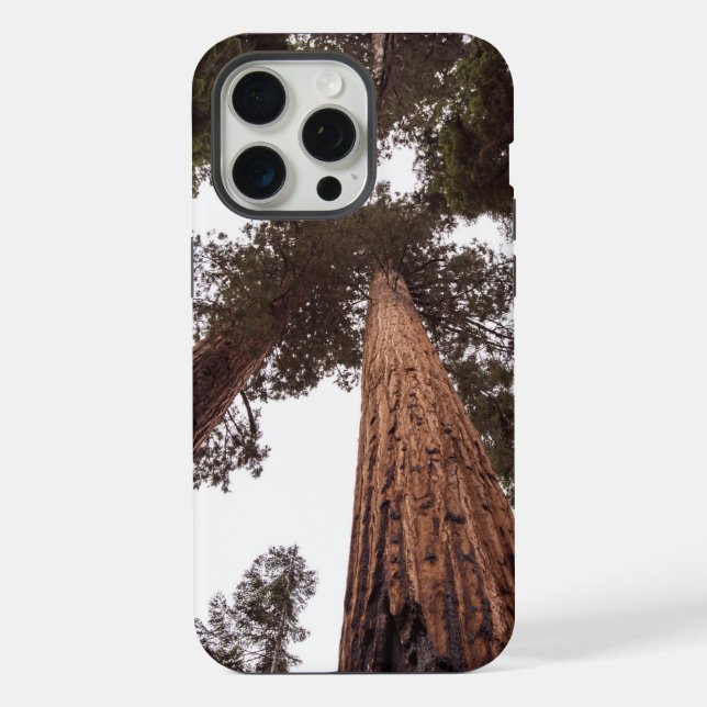 forest, tree iPhone case (Back)