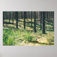 Forest trees. nature green wood sunlight backgroun