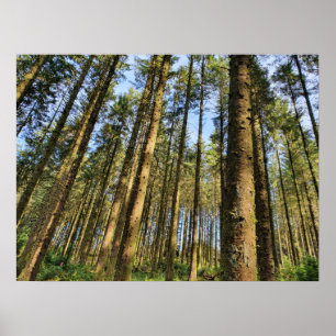 Forest Trees Poster