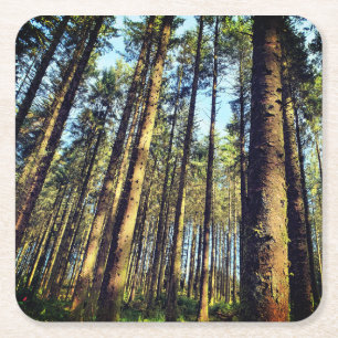Forest Trees Square Paper Coaster