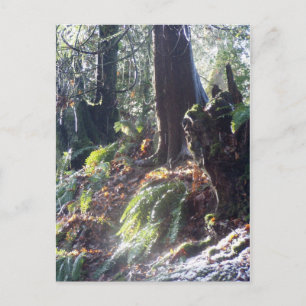 forest "troll" in the snow #2 postcard