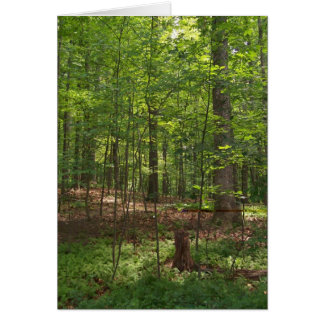 Forest Walk