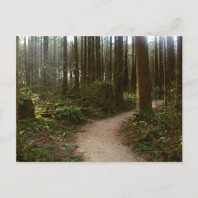 Forest Walk Postcard (Front)